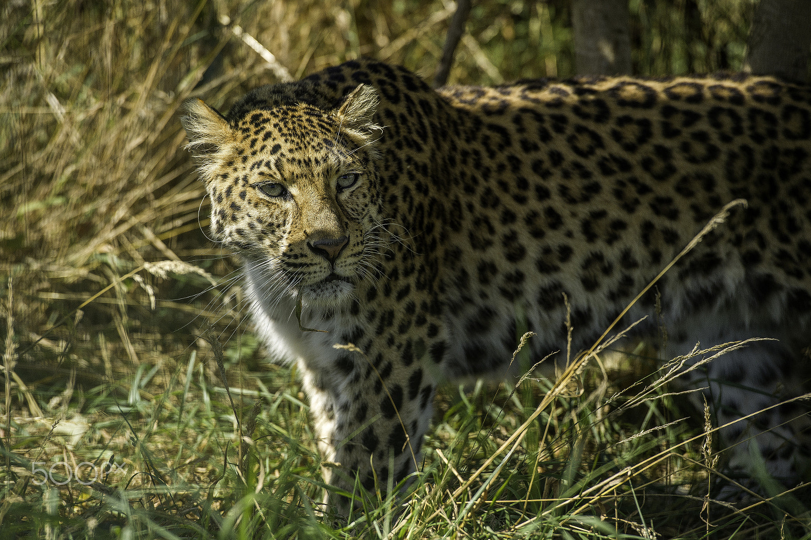 Nikon AF-S Nikkor 70-200mm F2.8G ED VR II sample photo. Amur leopard series photography