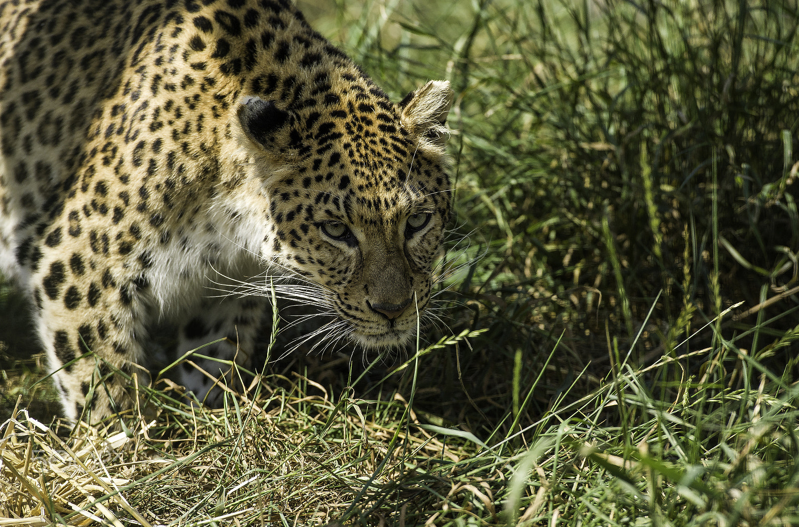Nikon AF-S Nikkor 70-200mm F2.8G ED VR II sample photo. Amur leopard series photography