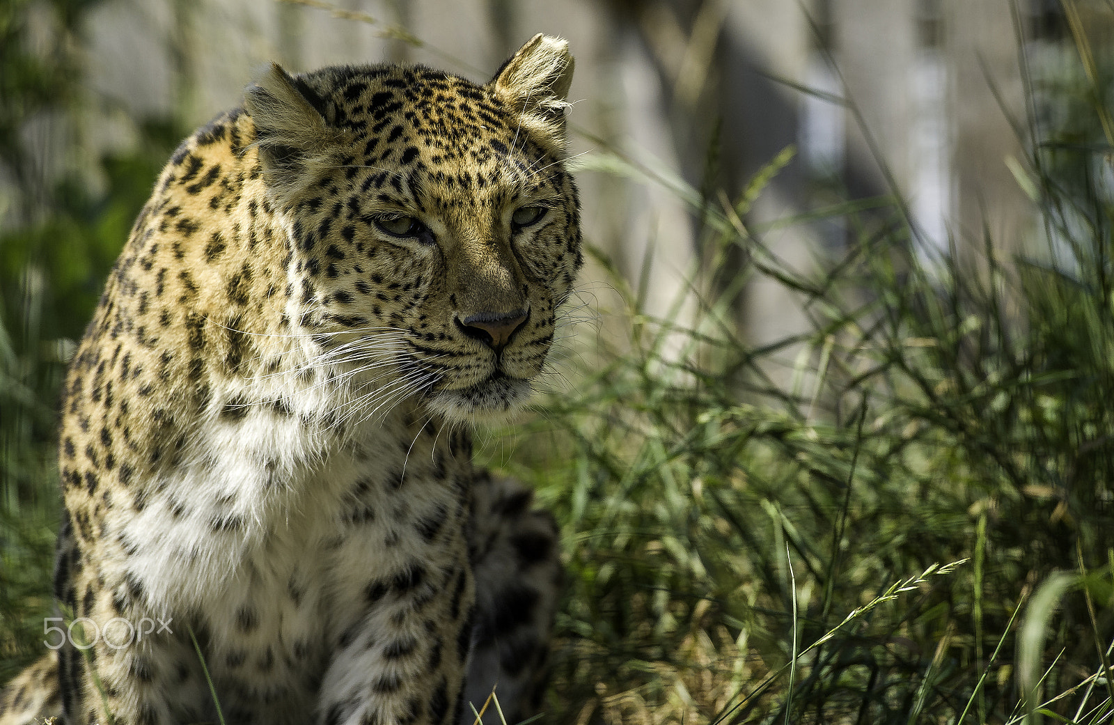 Nikon AF-S Nikkor 70-200mm F2.8G ED VR II sample photo. Amur leopard series photography