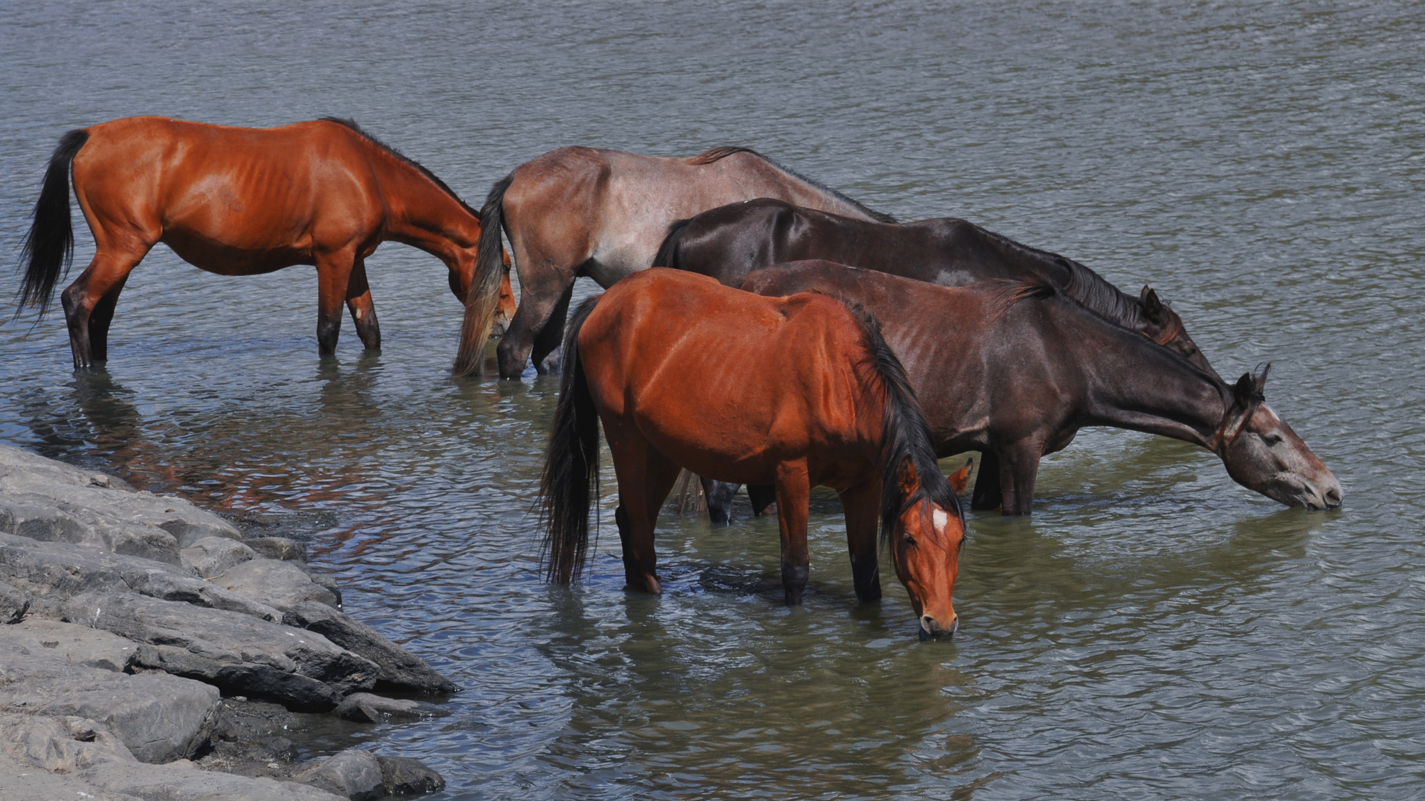 Sigma 18-250mm F3.5-6.3 DC Macro OS HSM sample photo. Horses in asinara photography