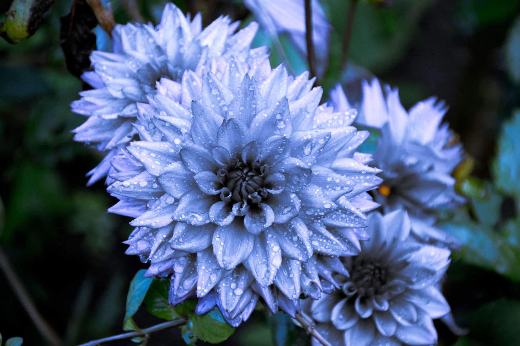 Sigma 28-300mm F3.5-6.3 DG Macro sample photo. Dewy flower photography