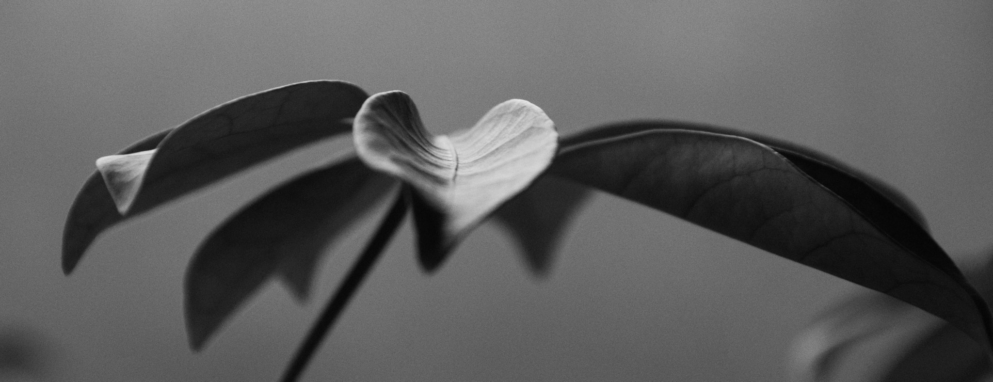 Sigma 28-300mm F3.5-6.3 DG Macro sample photo. The perspective of plant life photography