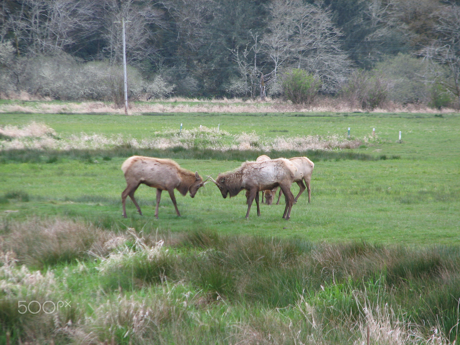 Canon POWERSHOT S2 IS sample photo. Two animals fighting photography