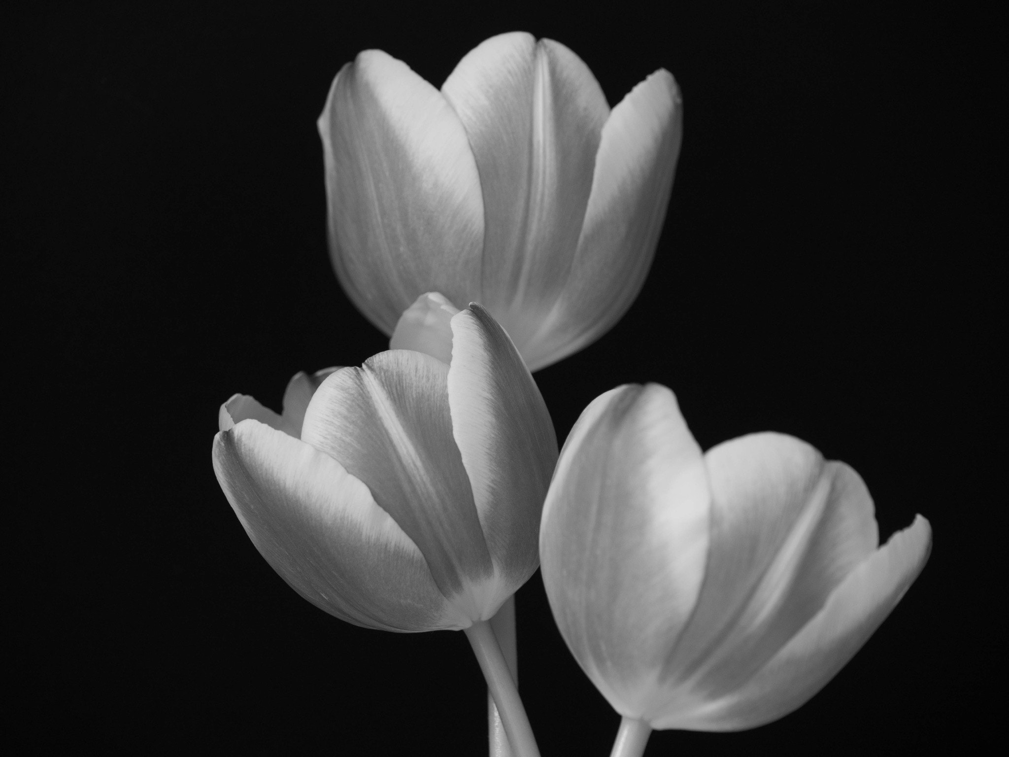 Panasonic Leica DG Macro-Elmarit 45mm F2.8 ASPH OIS sample photo