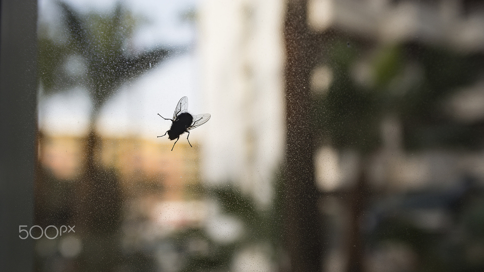 Nikon D800E + AF Zoom-Nikkor 35-70mm f/2.8D sample photo. Fat fly photography