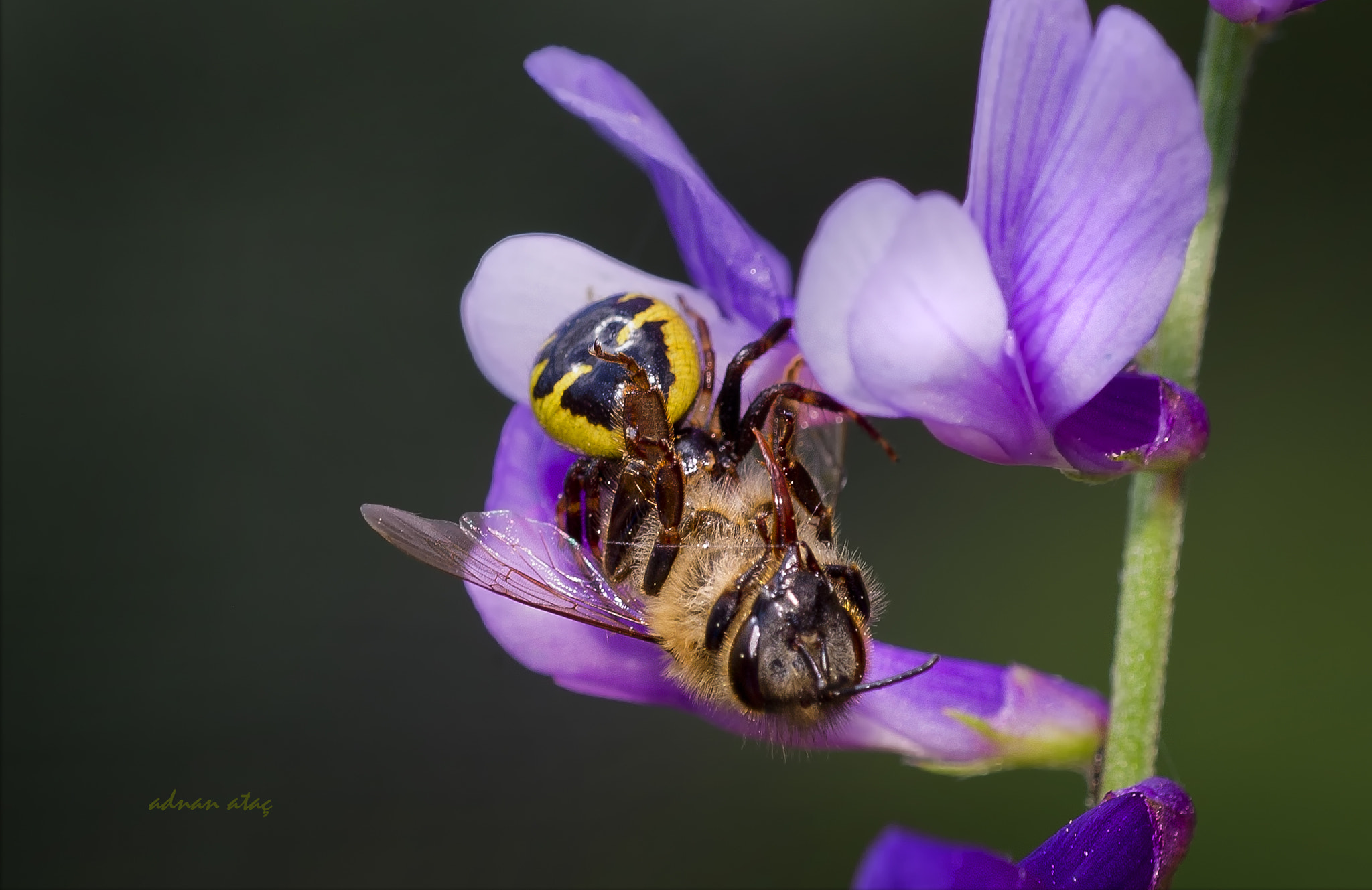Nikon D3S sample photo. Napolyon yengeç örümceği - synema globosum - napoleon spider ve balarısı (apis) photography