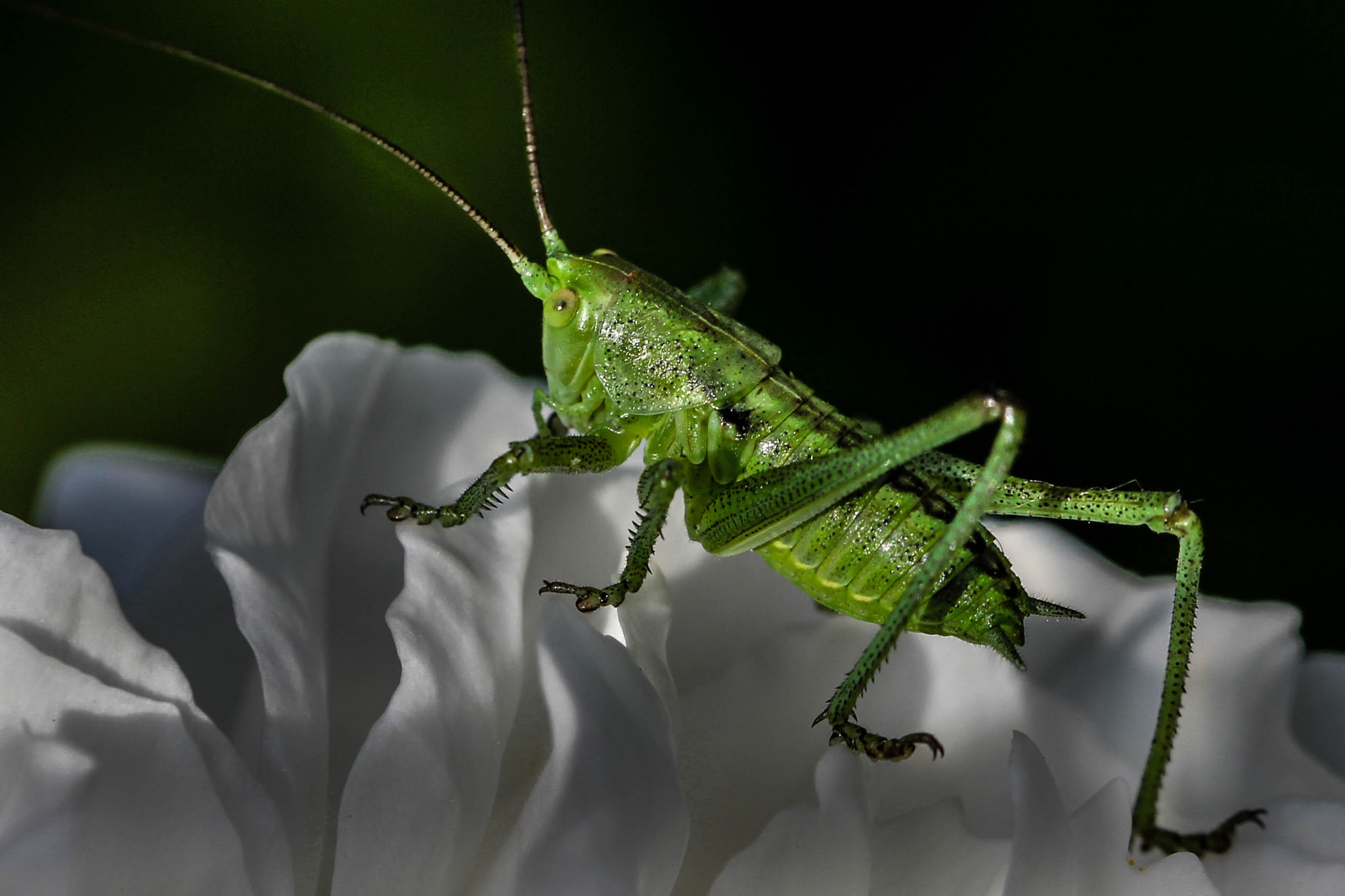 Canon EF 100mm F2.8L Macro IS USM sample photo. Schaukasten () photography