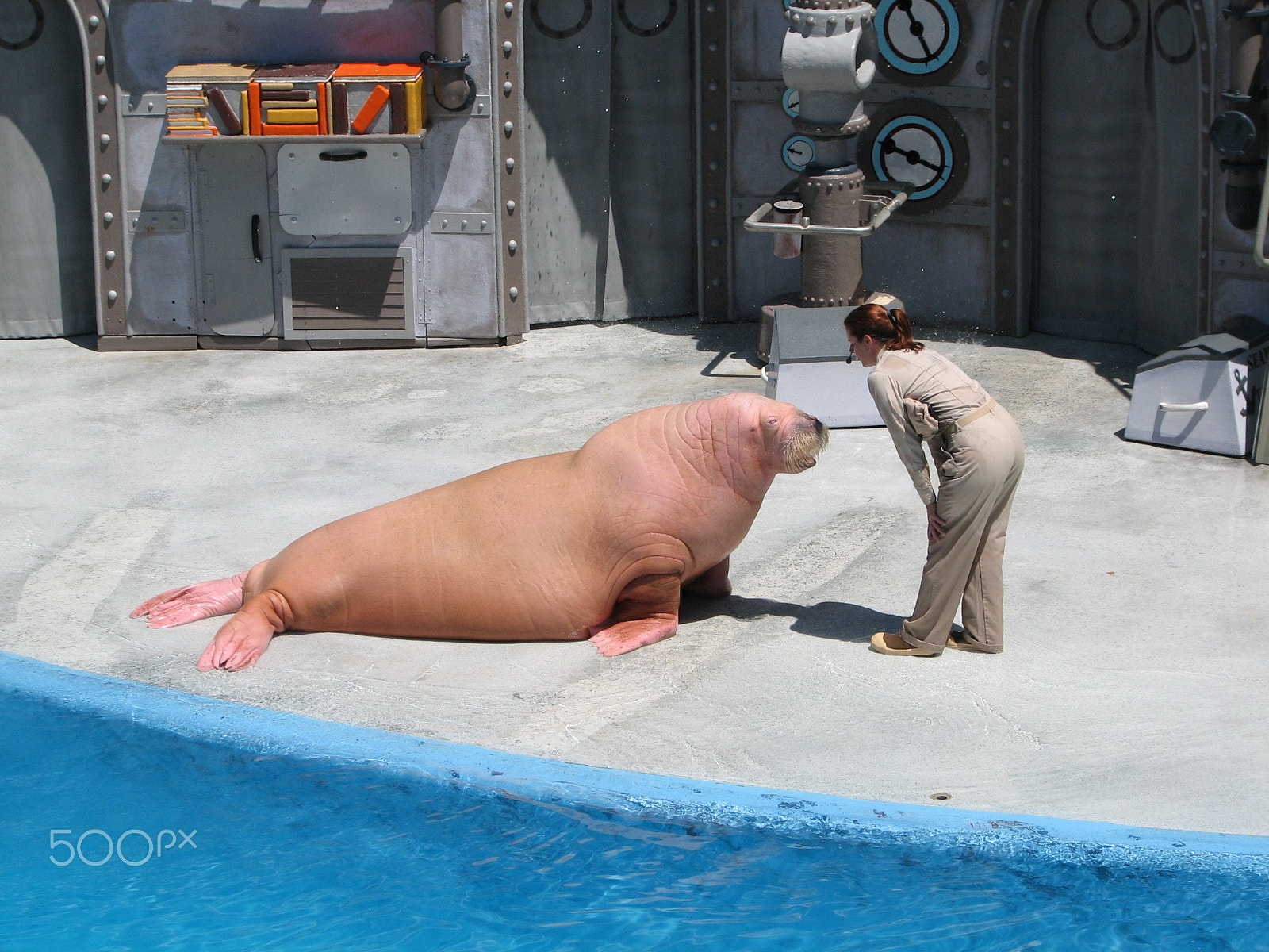 Canon POWERSHOT S2 IS sample photo. Creepy walrus at sea world photography