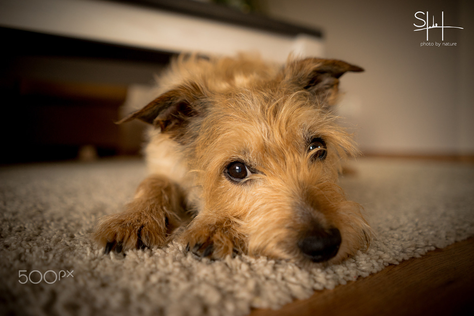 Sony a7 + Sony FE 28mm F2 sample photo. Best friend photography