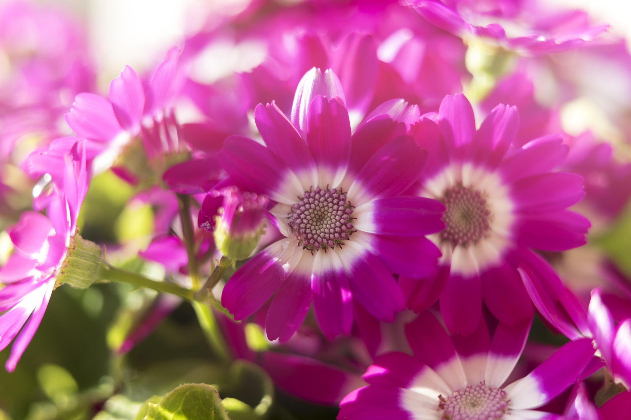 Sony a7 II + Sony Sonnar T* FE 35mm F2.8 ZA sample photo. Daisies photography