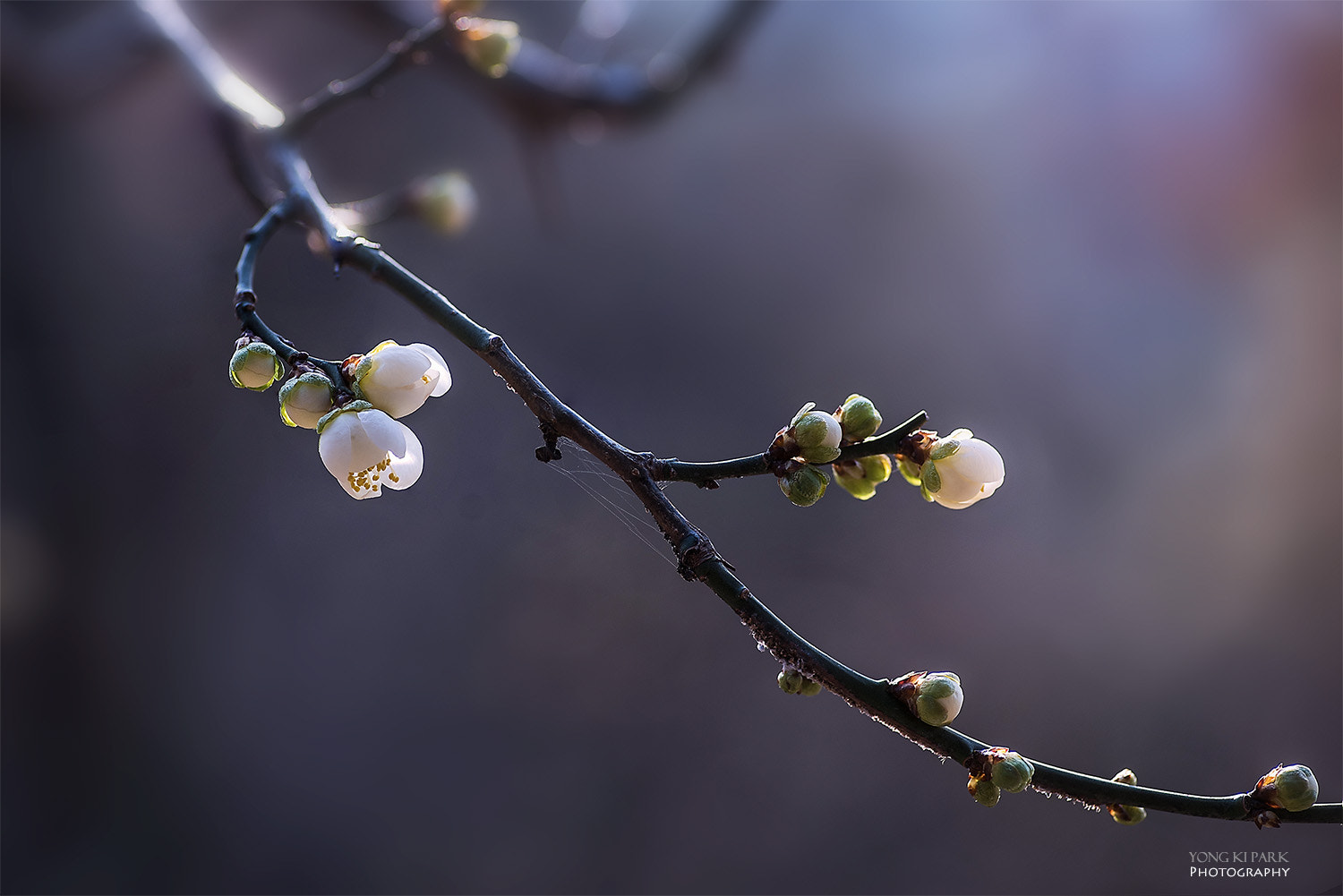 Pentax smc D-FA 100mm F2.8 Macro WR sample photo. Opening of the spring-1 photography
