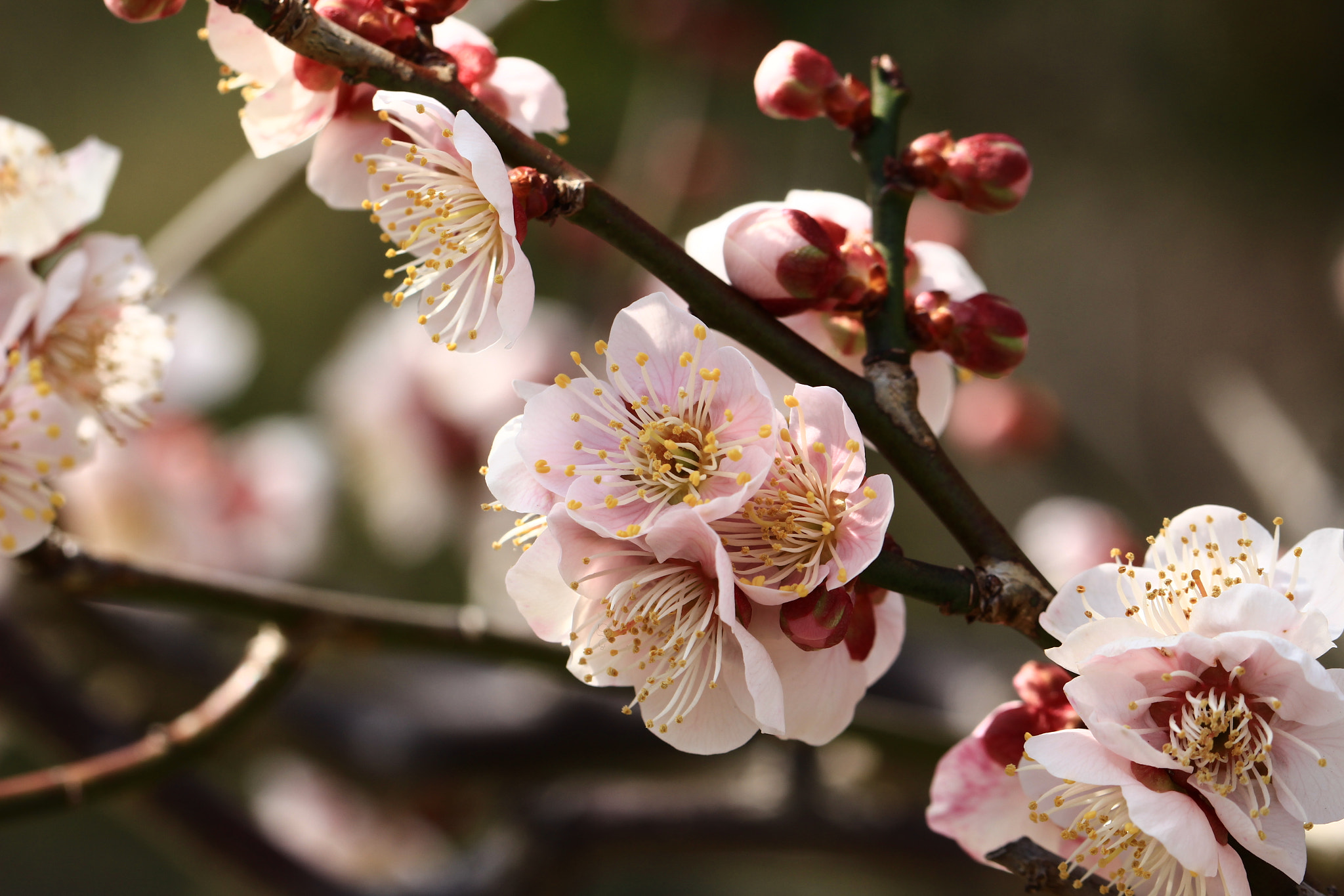 Canon EOS 700D (EOS Rebel T5i / EOS Kiss X7i) sample photo. In full blossom photography