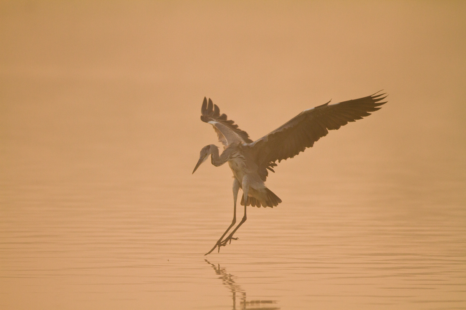 Canon EF 600mm f/4L IS sample photo. Heron photography