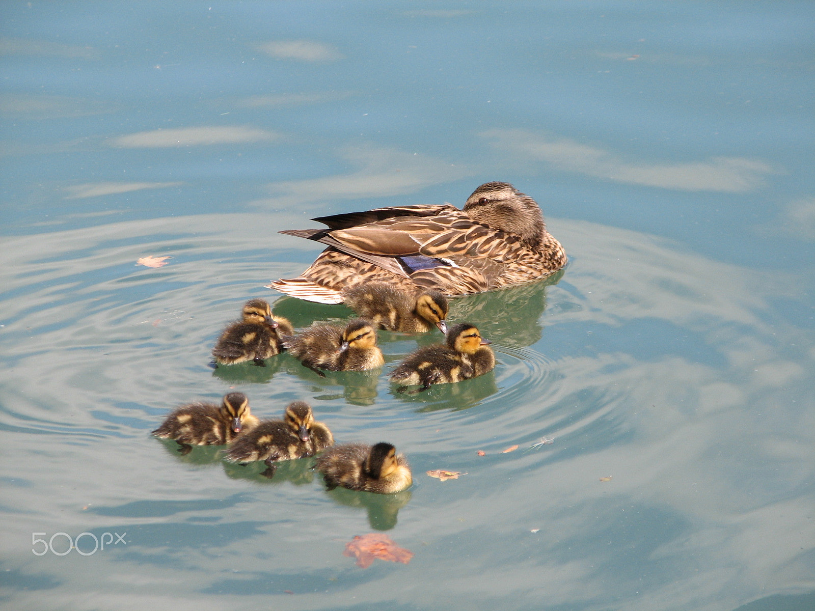 Canon POWERSHOT S2 IS sample photo. Baby ducks 1 photography