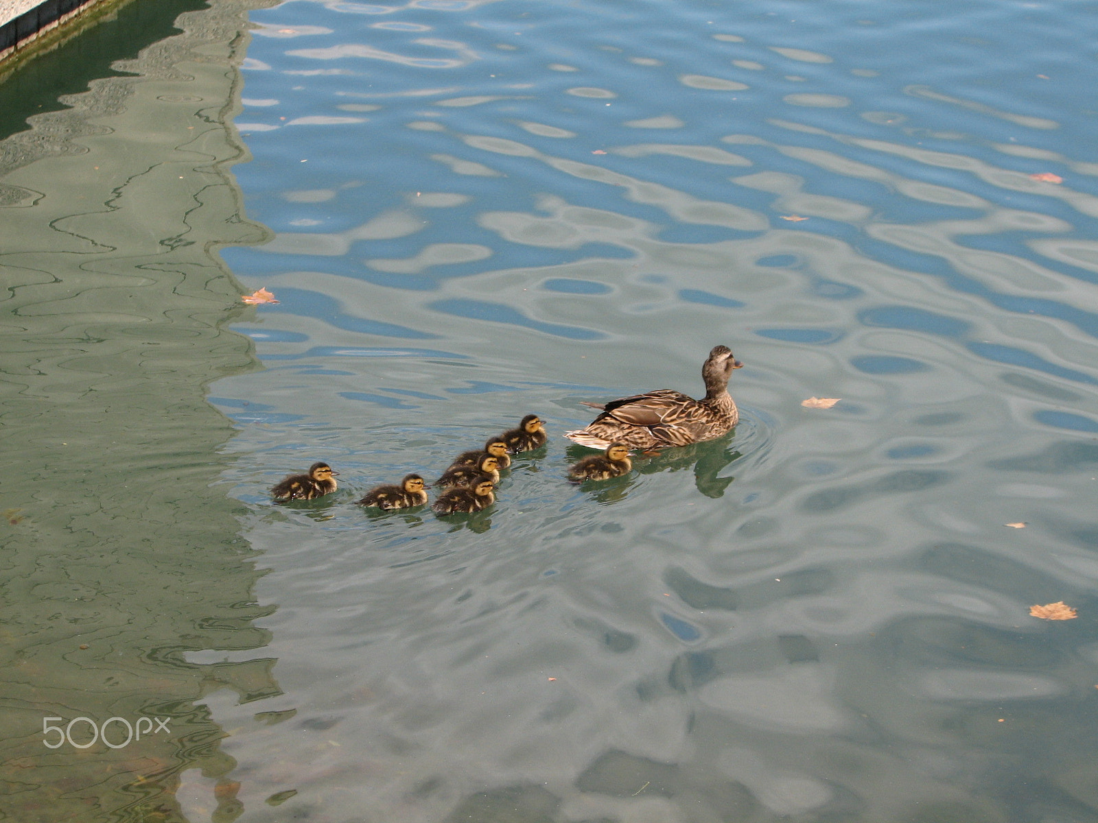 Canon POWERSHOT S2 IS sample photo. Baby ducks 2 photography