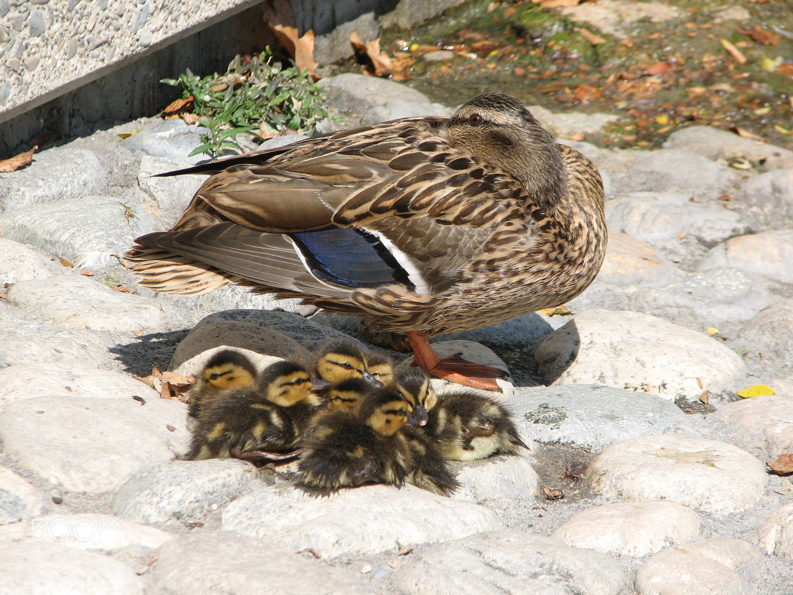 Canon POWERSHOT S2 IS sample photo. Baby ducks 3 photography