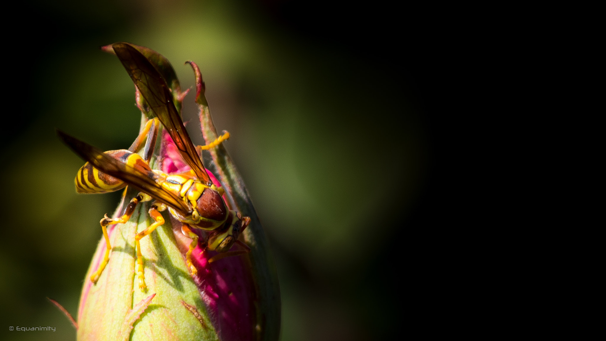 Canon EOS 750D (EOS Rebel T6i / EOS Kiss X8i) sample photo. Wasp's searching for nectar or insects? photography