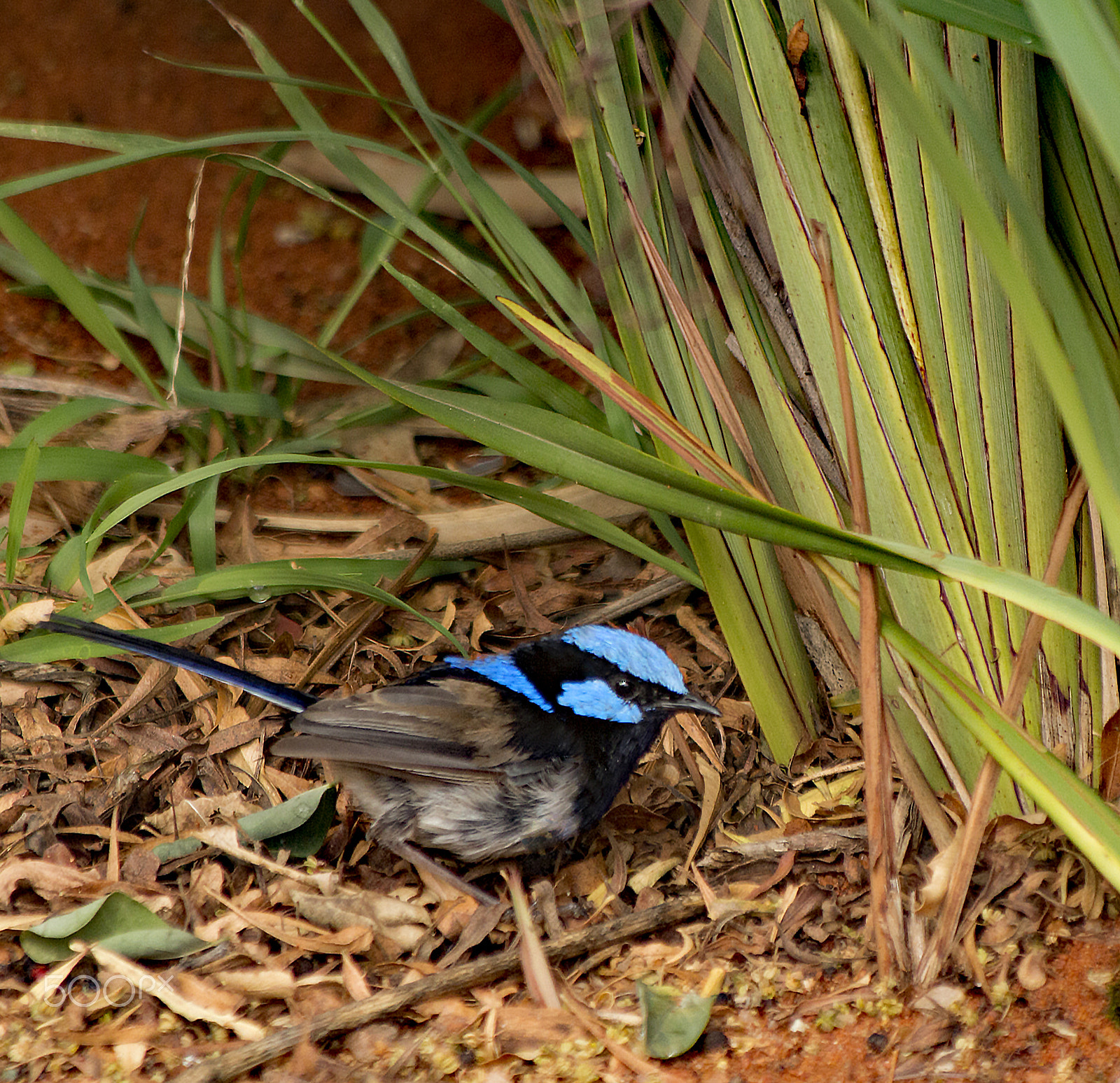 Canon EF 70-300mm F4-5.6 IS USM sample photo. Blue wren photography