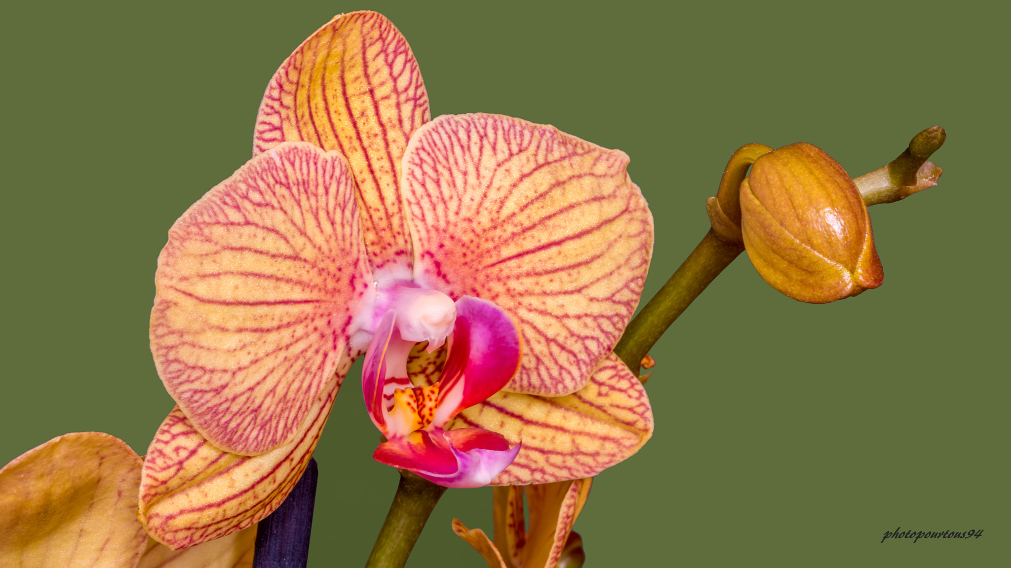 Sigma 70-200mm F2.8 EX DG OS HSM sample photo. Orchidée () photography
