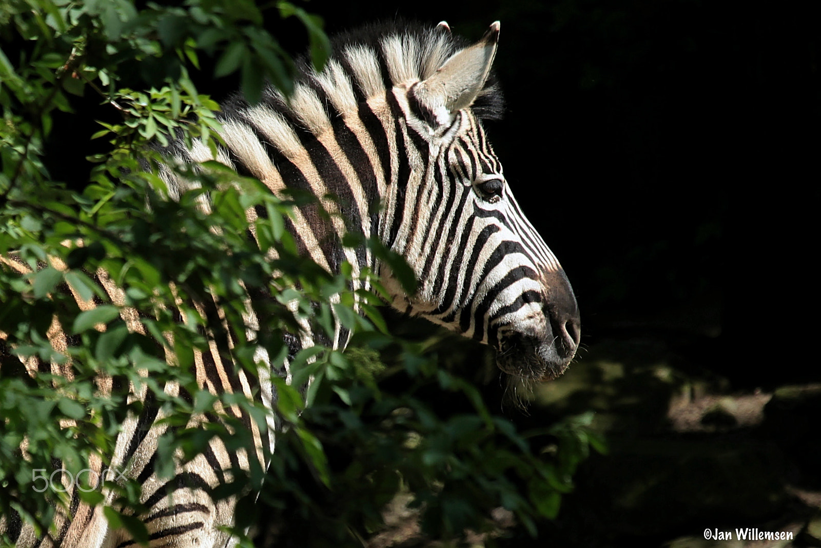 Canon EF 100-400mm F4.5-5.6L IS USM sample photo. Chapman's zebra photography
