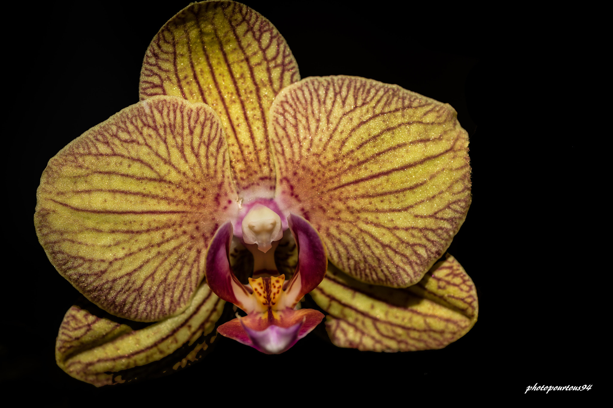 Sigma 70-200mm F2.8 EX DG OS HSM sample photo. Orchidée noir photography