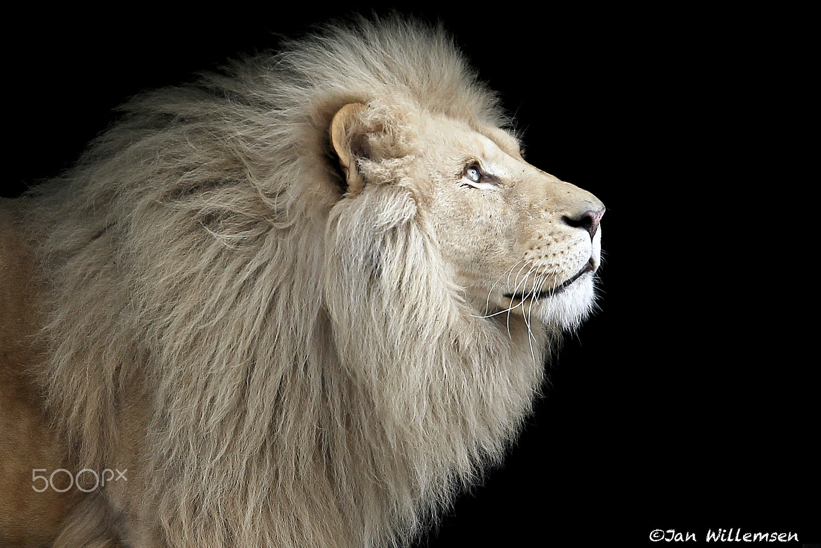 Canon EOS-1D Mark IV sample photo. White lion photography