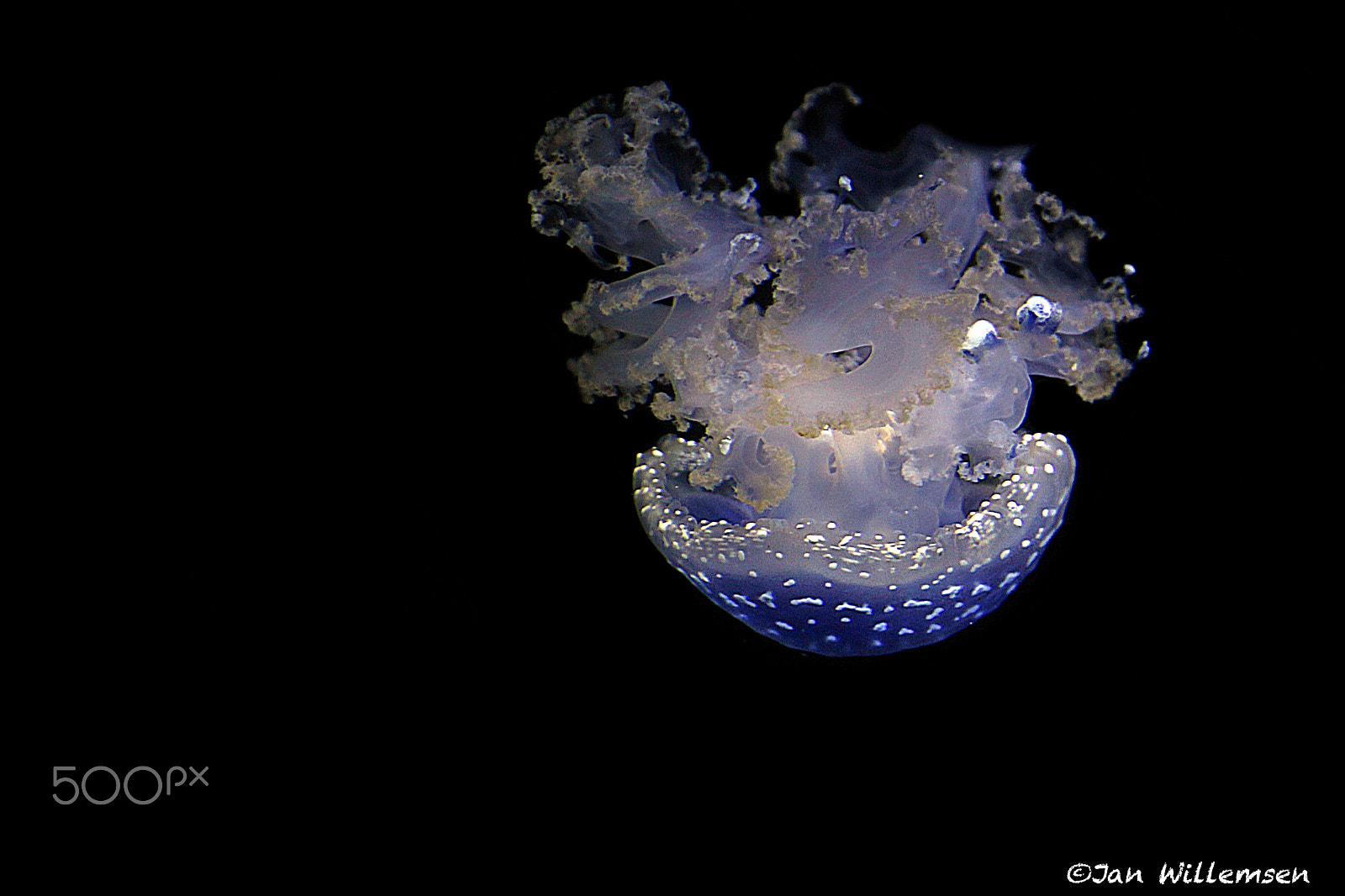Canon EOS-1D Mark IV + Canon EF 300mm F2.8L IS II USM sample photo. White-spotted jellyfish photography