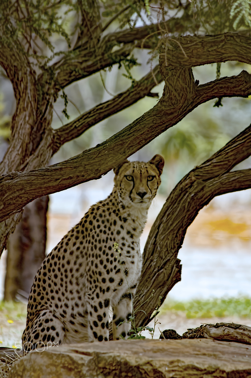 Canon EF 70-300mm F4-5.6 IS USM sample photo. Cheetah photography