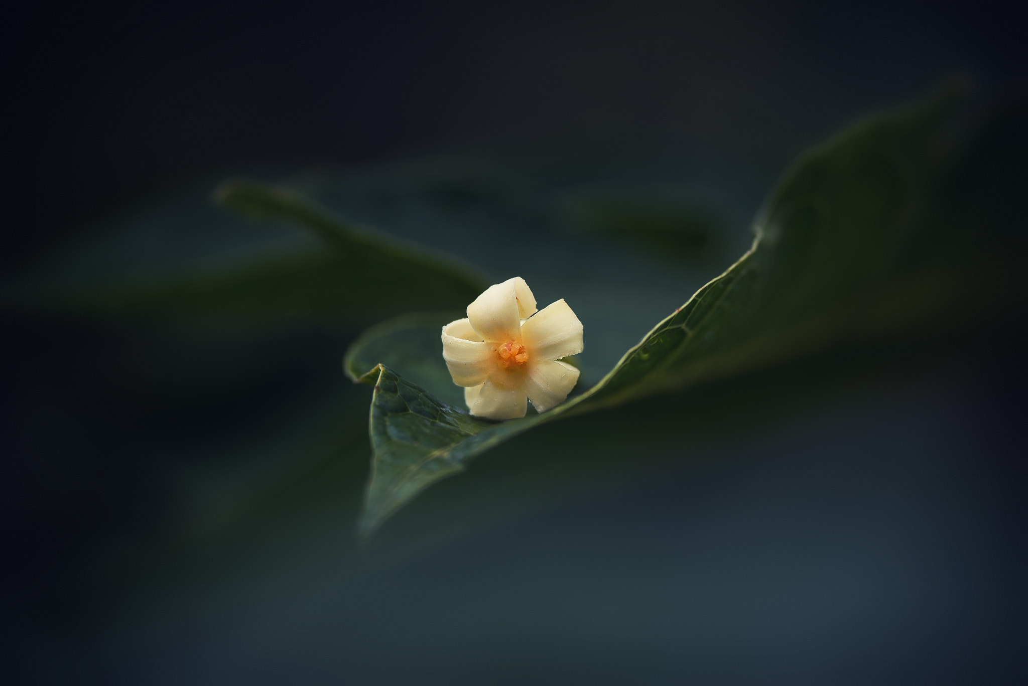 Nikon D750 + Nikon AF-S Nikkor 300mm F4D ED-IF sample photo. Papaya blossom photography