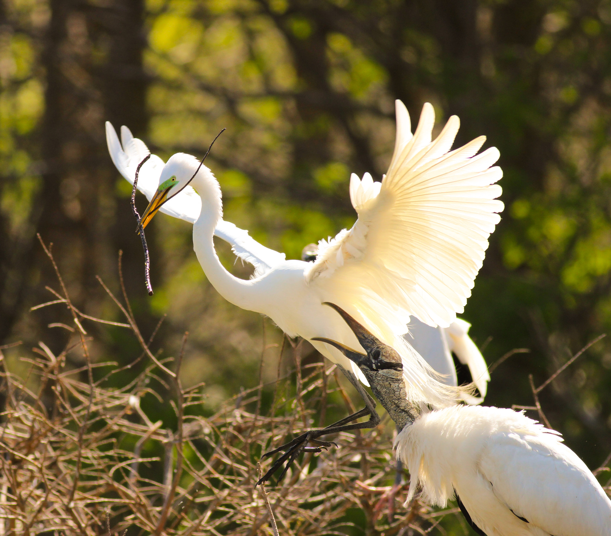 Canon EOS 600D (Rebel EOS T3i / EOS Kiss X5) sample photo. Wood stork and great egret photography