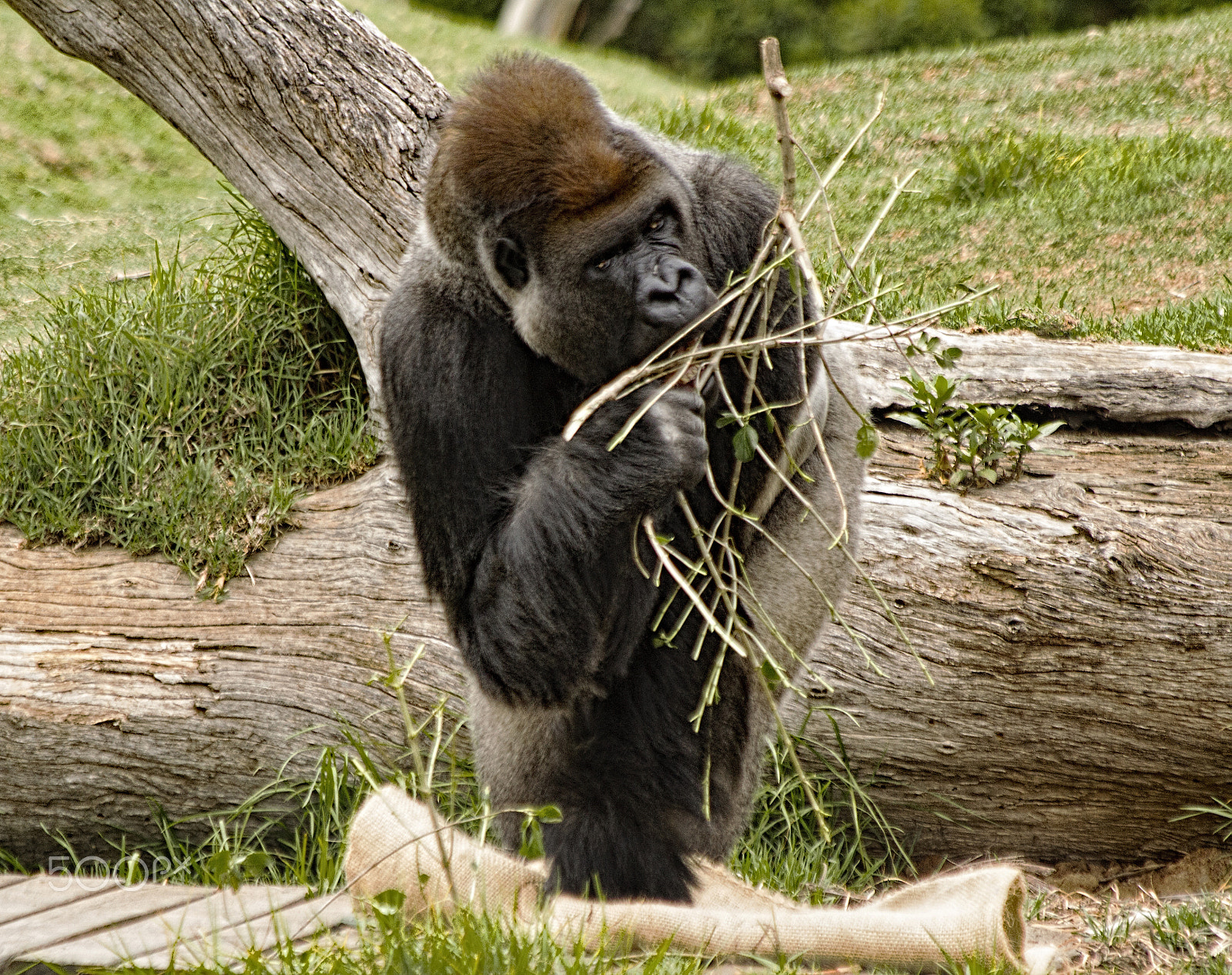 Canon EF 70-300mm F4-5.6 IS USM sample photo. Gorilla photography