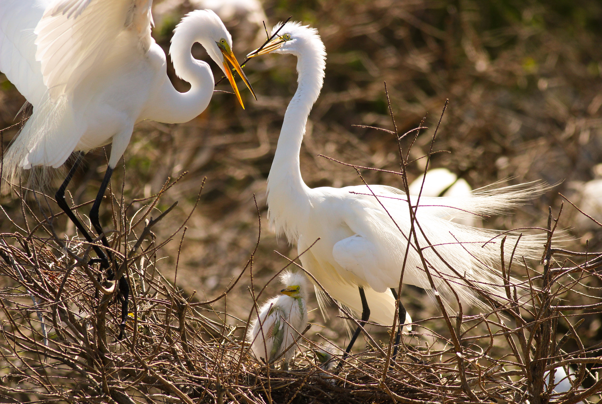 Canon EOS 600D (Rebel EOS T3i / EOS Kiss X5) + Canon EF 400mm F5.6L USM sample photo. The nest photography