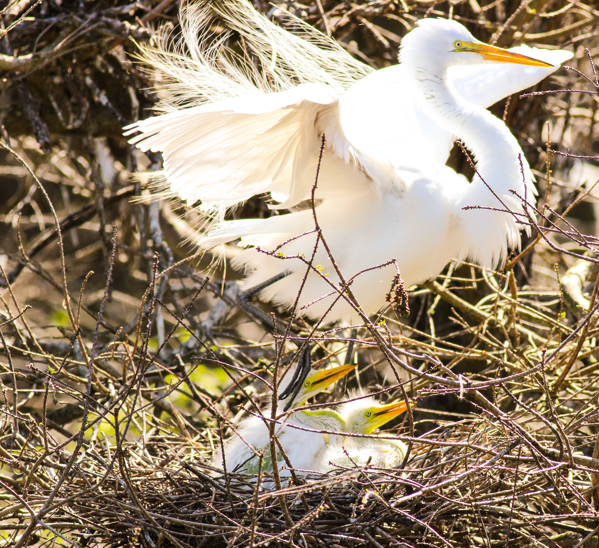 Canon EOS 600D (Rebel EOS T3i / EOS Kiss X5) sample photo. Great egret and chicks photography