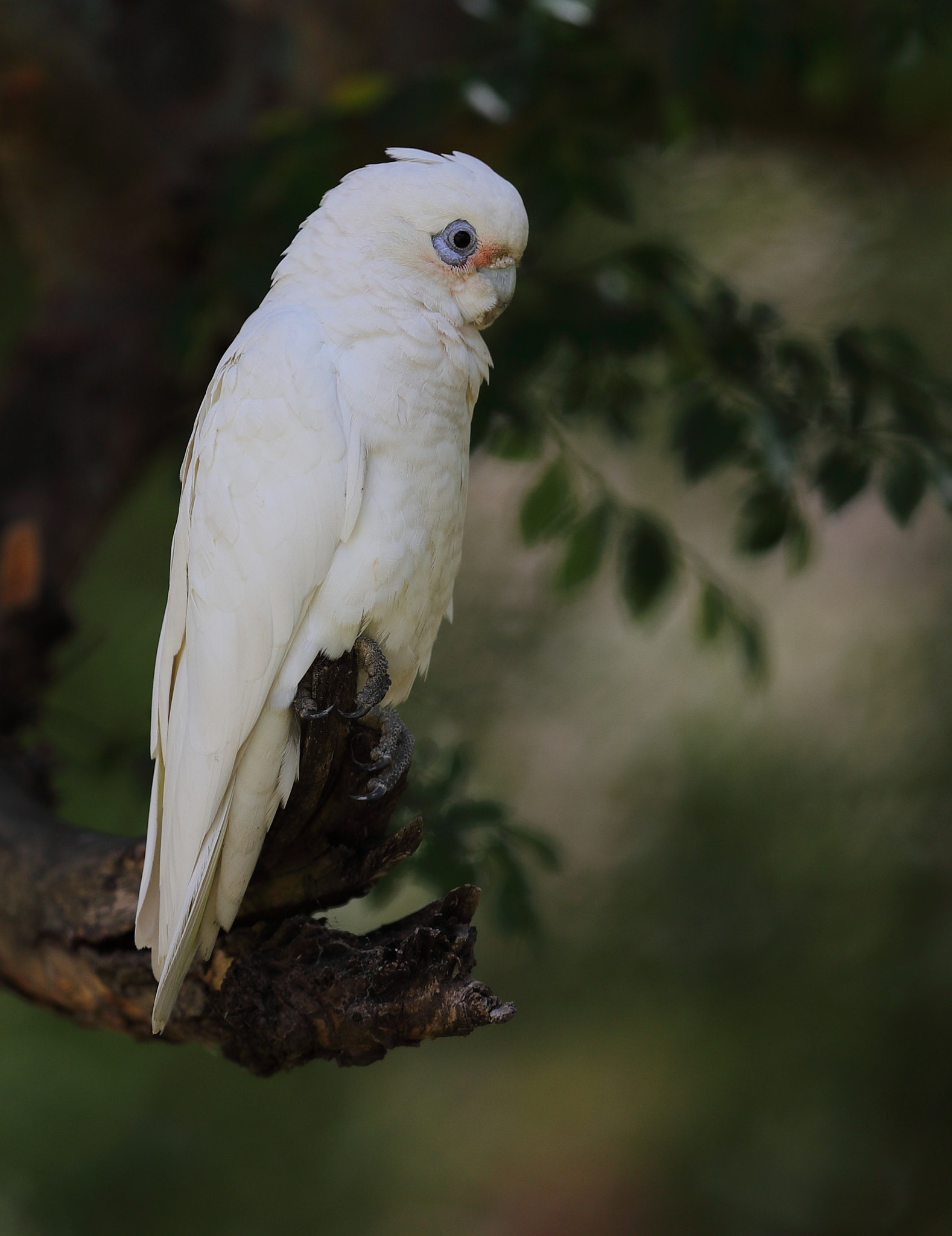 Canon EF 400mm F2.8L IS II USM sample photo. Meaning of life photography