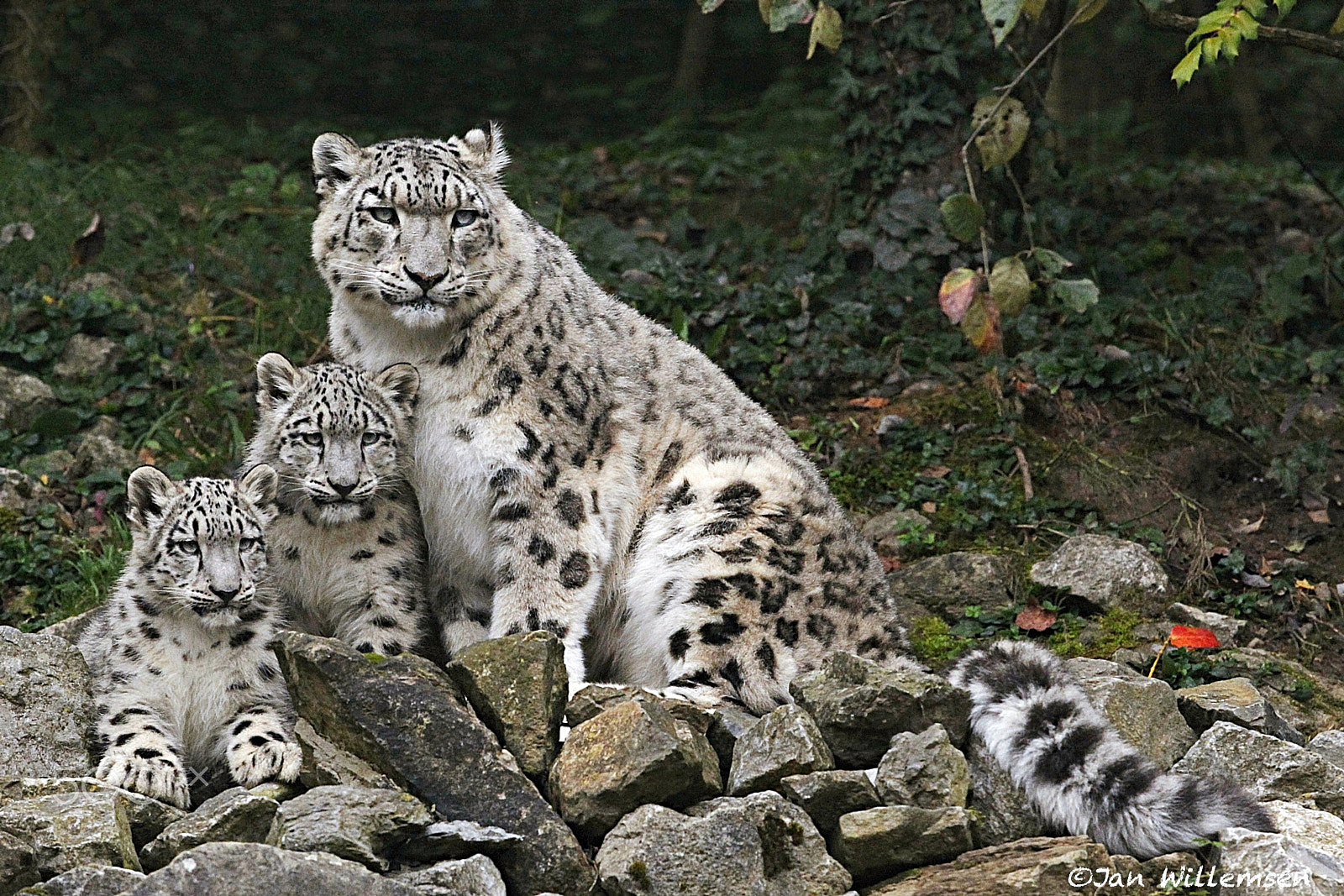Canon EF 300mm F2.8L IS II USM sample photo. Snow leopard photography