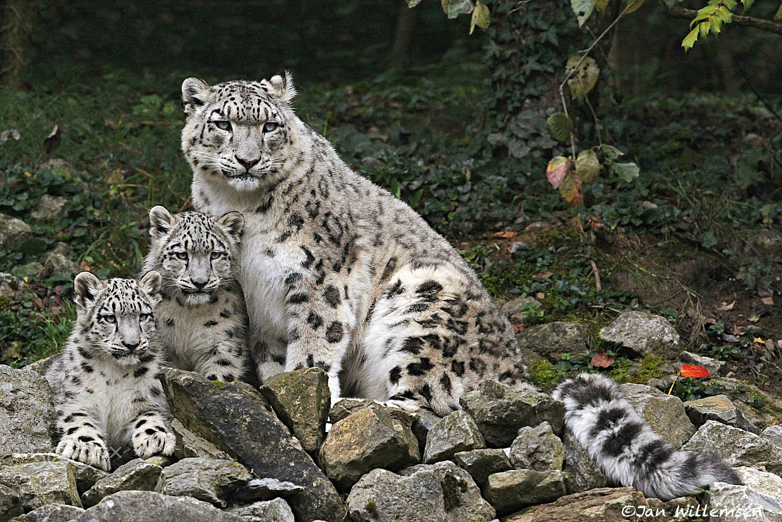 Canon EOS-1D Mark IV + Canon EF 300mm F2.8L IS II USM sample photo. Snow leopard photography