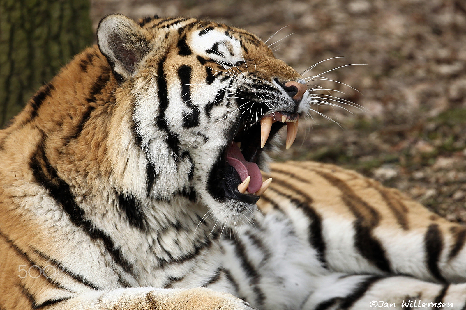 Canon EF 300mm F2.8L IS II USM sample photo. Amur tijger photography