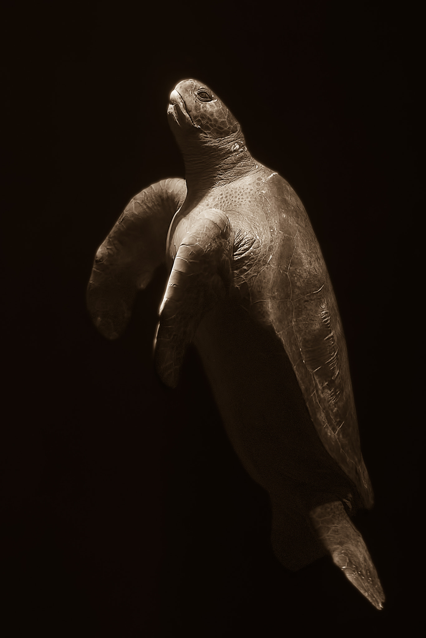 Sony ILCA-77M2 sample photo. Green sea turtle photography