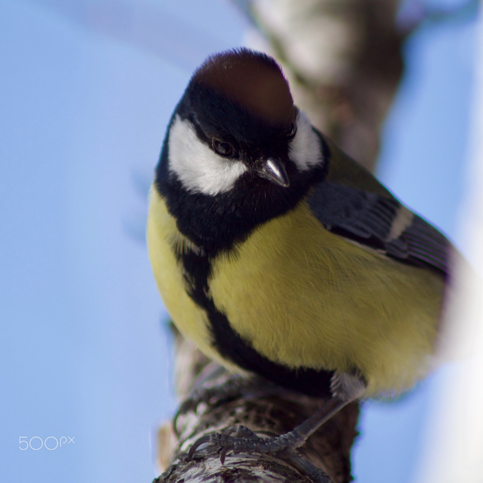 Canon EOS 500D (EOS Rebel T1i / EOS Kiss X3) sample photo. Titmouse photography