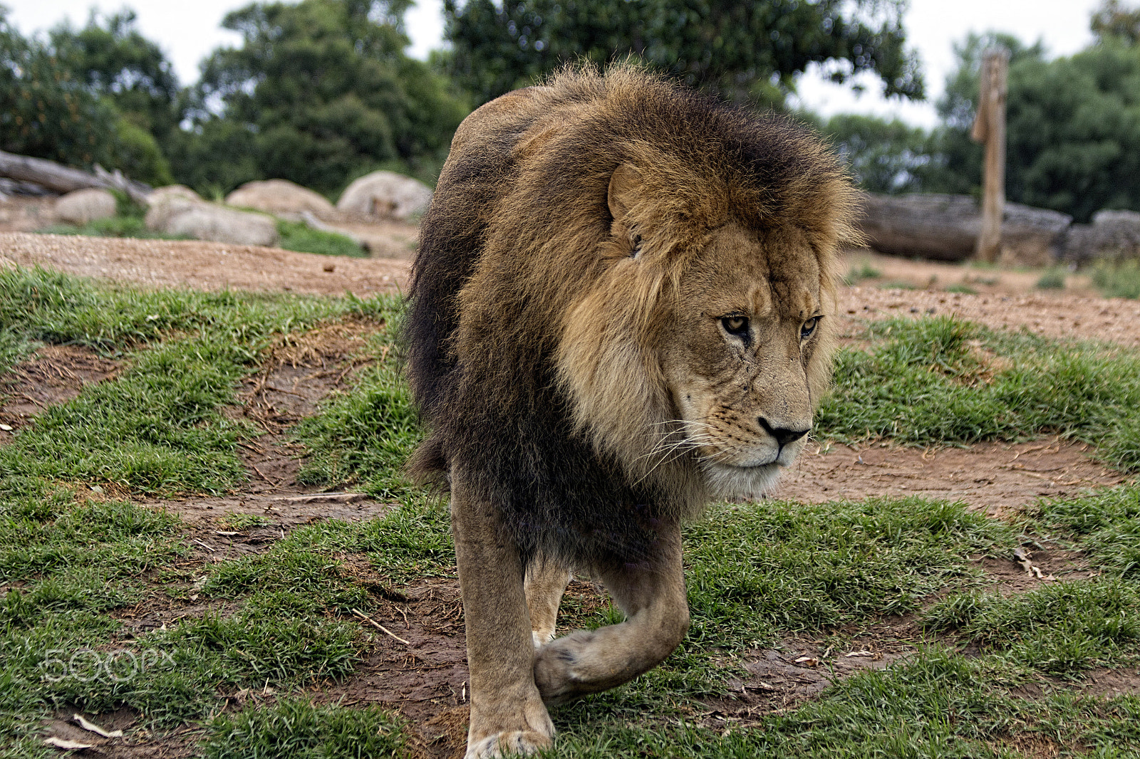 Canon EF 70-300mm F4-5.6 IS USM sample photo. Lion photography