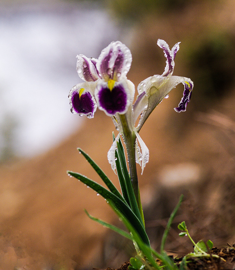 Pentax K20D sample photo. Flower photography