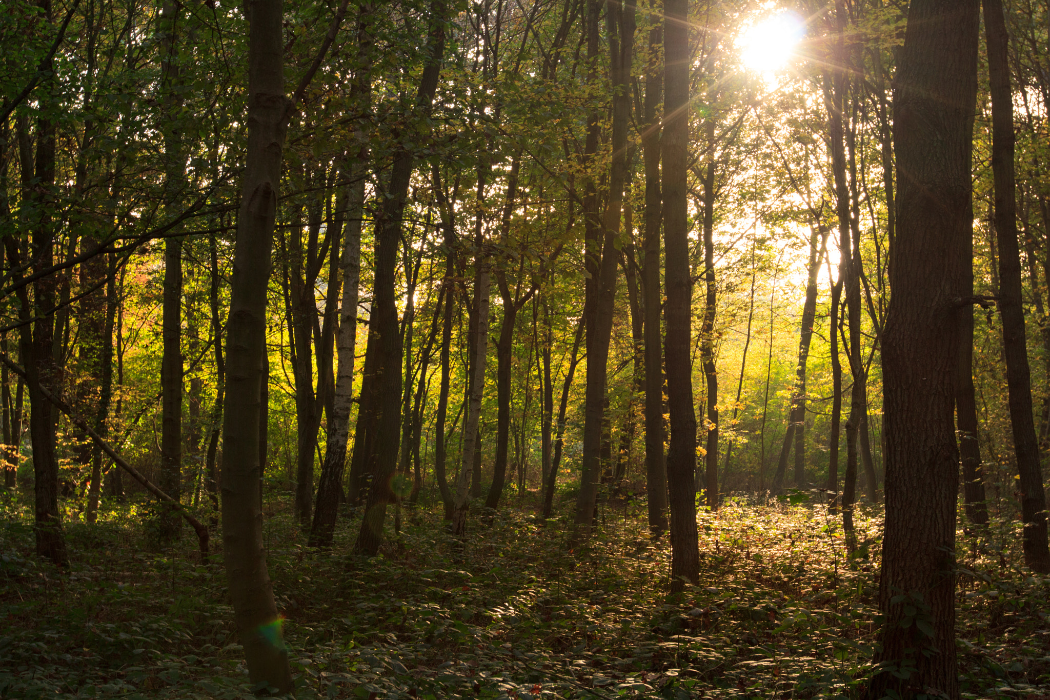 Canon EF 16-35mm F2.8L II USM sample photo. Entre deux arbres photography