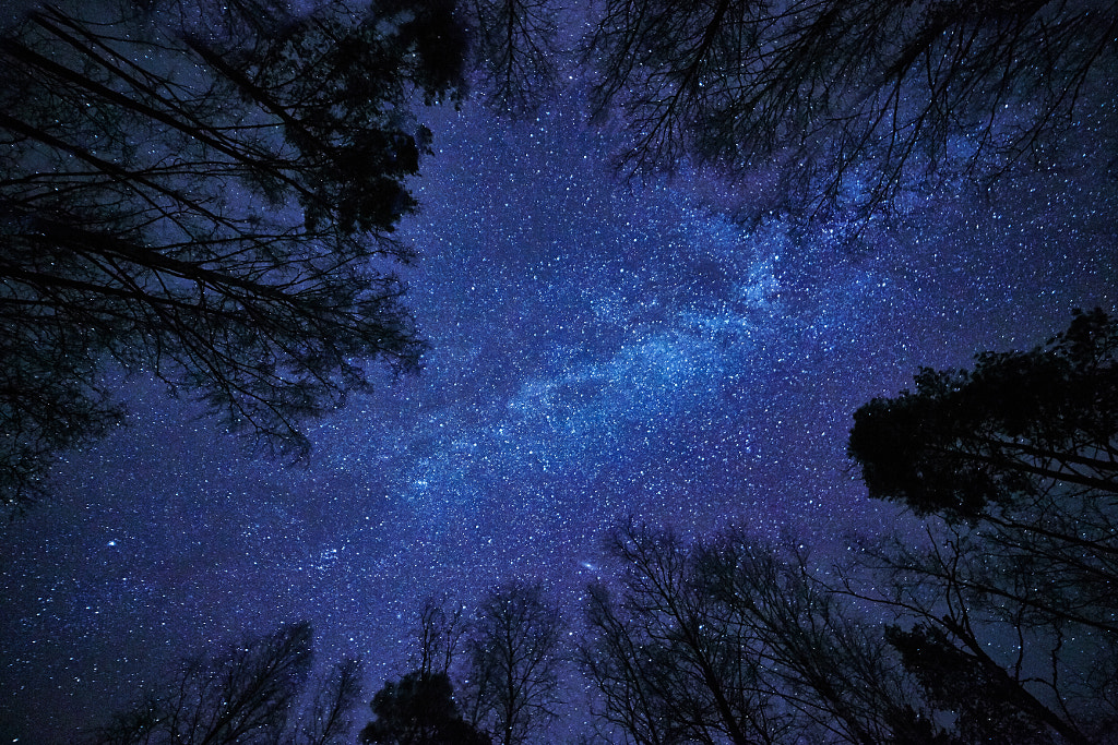 Night sky with the Milky Way over the forest and trees surroundi by Teemu Tretjakov on 500px.com