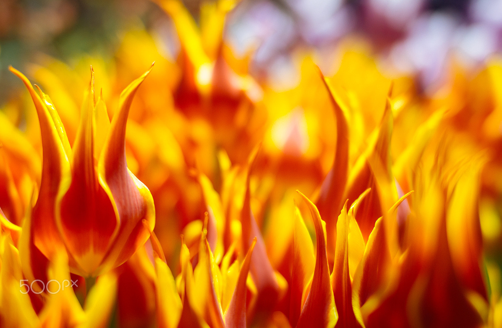 Canon EOS 60D + Sigma 50mm F1.4 EX DG HSM sample photo. Flames of spring photography