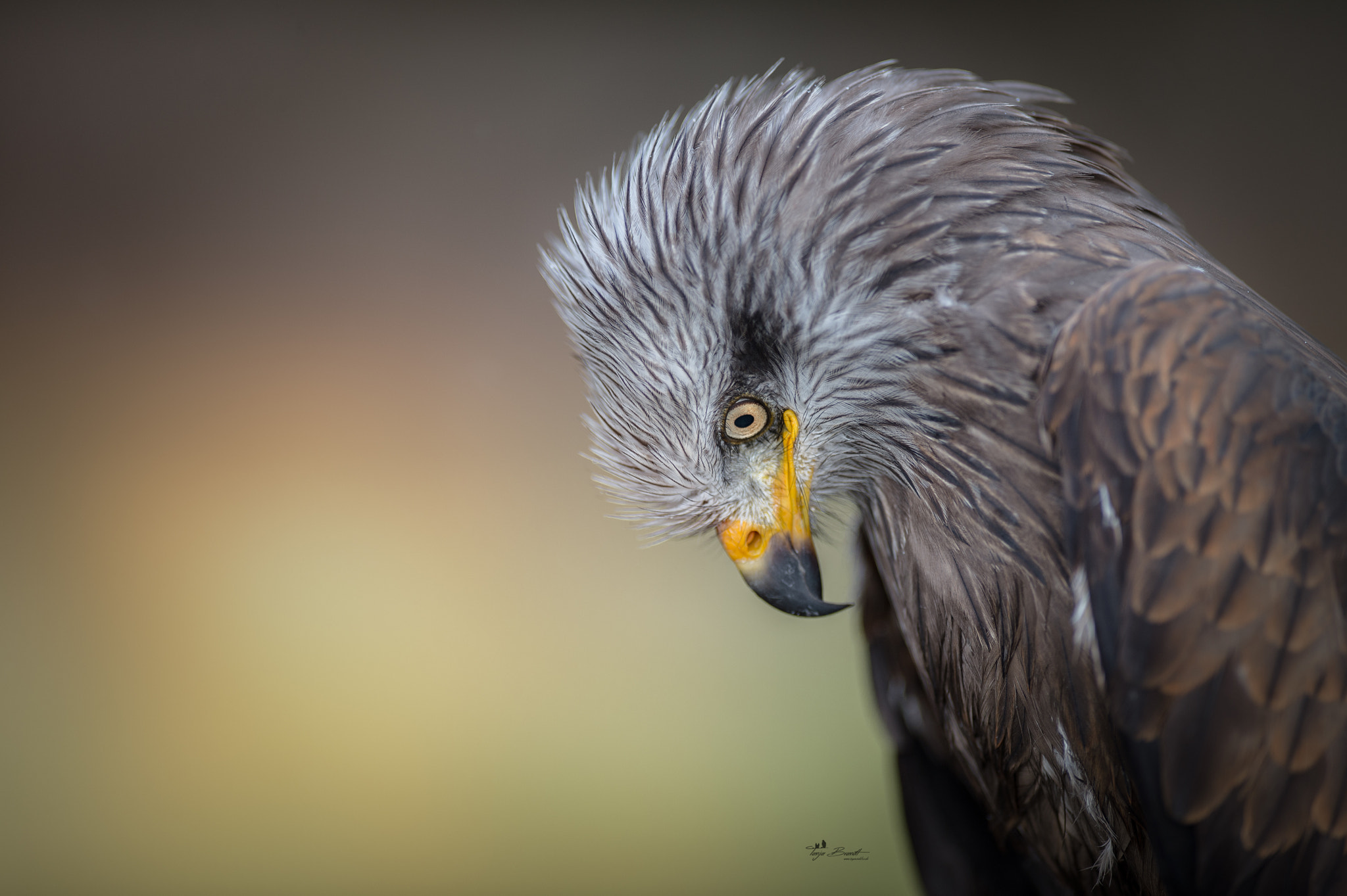 Nikon AF-S Nikkor 300mm F2.8G ED VR II sample photo. Schwarzmilan portrait photography