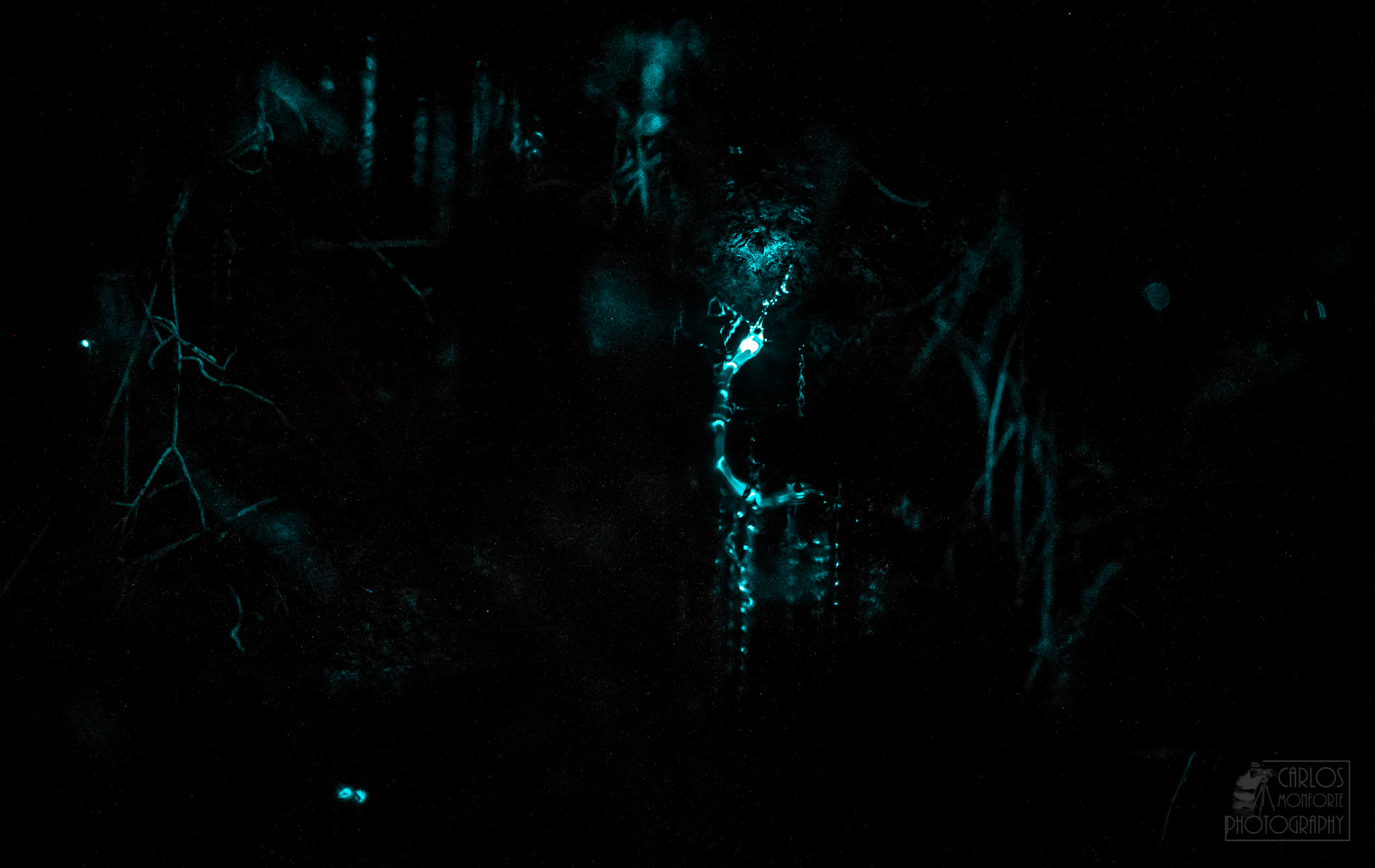 Canon EF 100mm F2.8L Macro IS USM sample photo. Glowworm (of ) photography