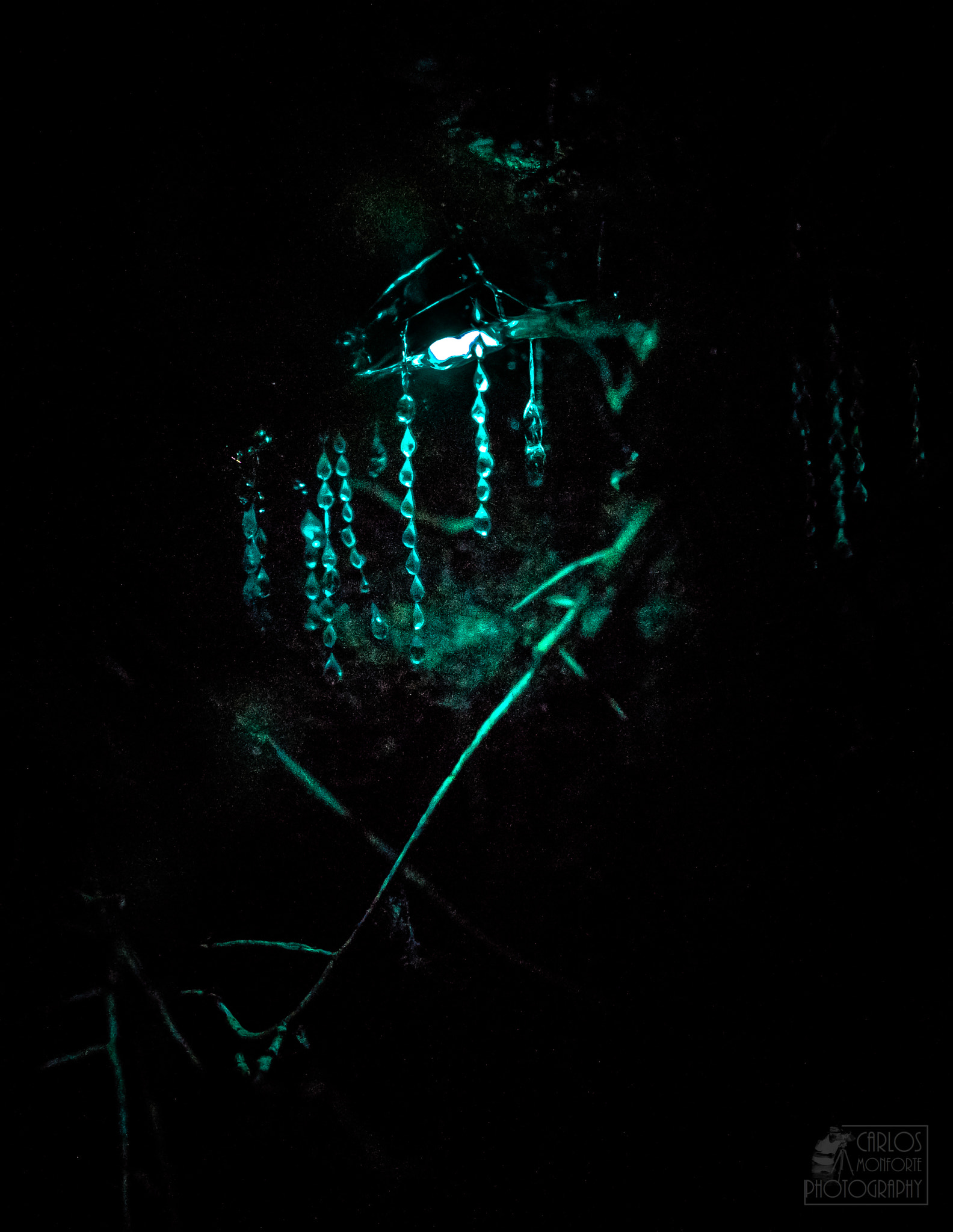 Canon EOS-1D X Mark II sample photo. Glowworm (of ) photography