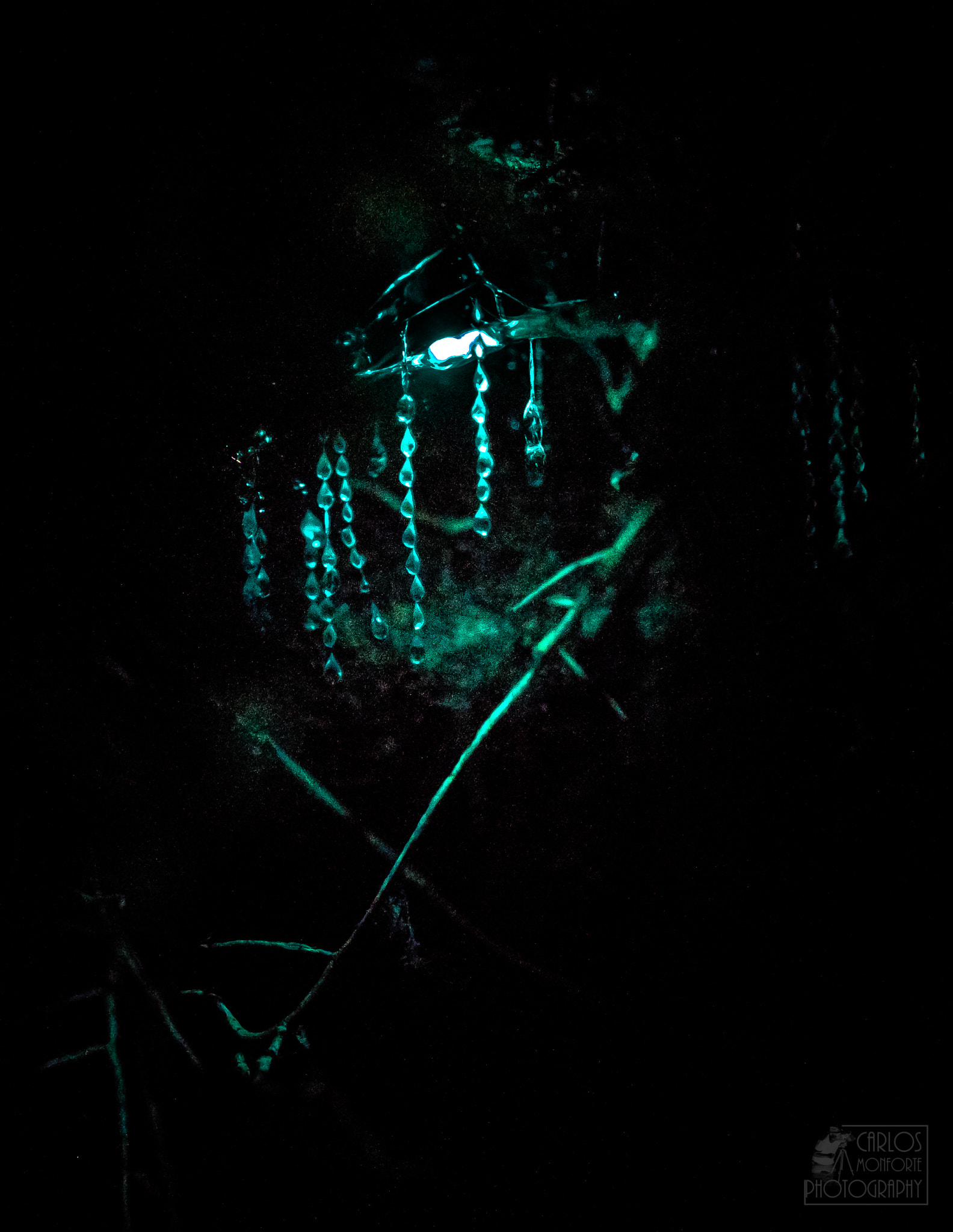 Canon EF 100mm F2.8L Macro IS USM sample photo. Glowworm (of ) photography