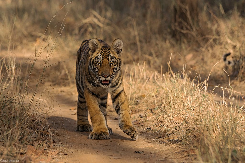 Sony 70-400mm F4-5.6 G SSM II sample photo. Tiny tot stamping his territory photography