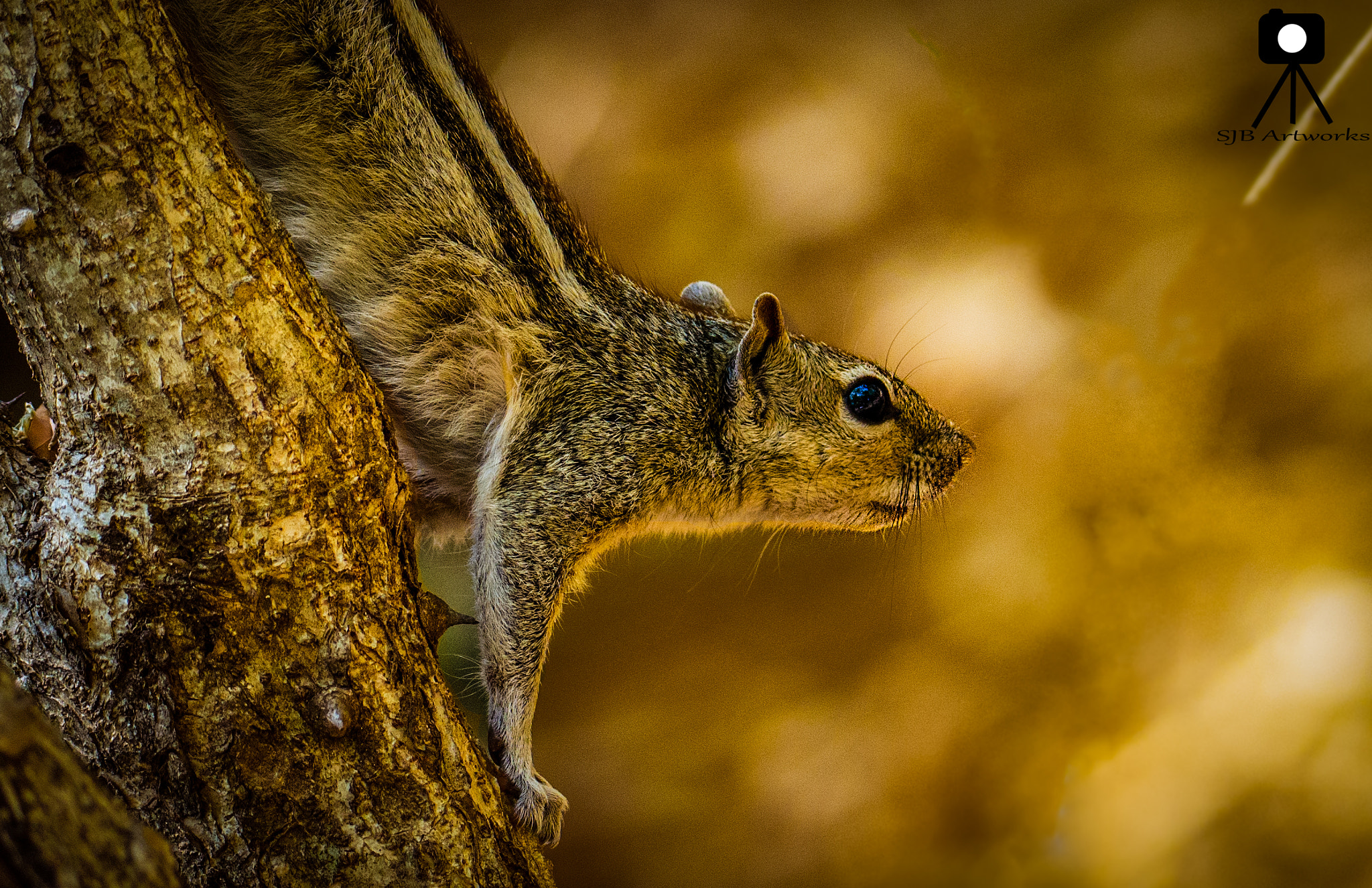 Nikon D5100 + Sigma 50mm F2.8 EX DG Macro sample photo. The chipmunk photography